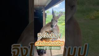 จิงโจ้นักกล้าม คนสู้ไหวไหม! #เกร็ดความรู้ #สาระน่ารู้ #funny #แปลกแต่จริง #animals #จิงโจ้