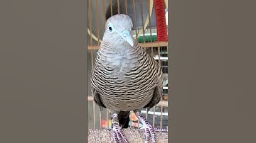 Perkutut Lokal GACOR Suara Kung Besar Pancingan Burung Perkutut Agar Cepat Bunyi #shorts