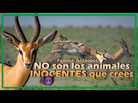 Video: ¿Qué tipo de animal es un antílope?