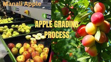 Apple sorting and grading machine |Apple processing at Manali - Udaipur Apple 🍎🍎🍏🍏 farm
