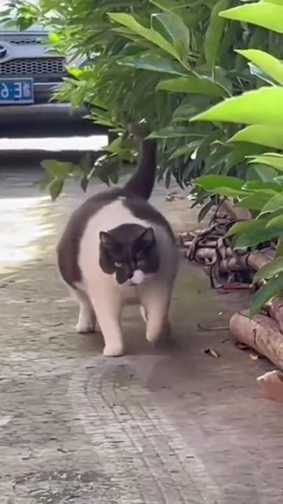 HAHA KUCINGNYA LUCU BANGET#kucing #kucinglucu #cat #cats #catlover #funny #funnyvideo #shorts