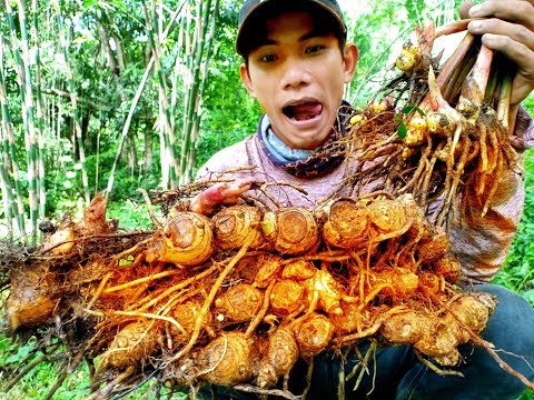 Video Đi tim cây ngải để trị bệnh không ngờ hốt ngai củ ngải... - youtube