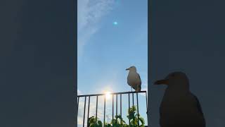 Jerry Seagull Chills With Us