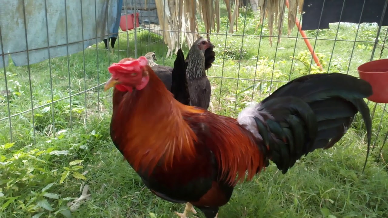 Gallo sweater consanguíneo con gallinas brown red con 1/4 de giro hatch