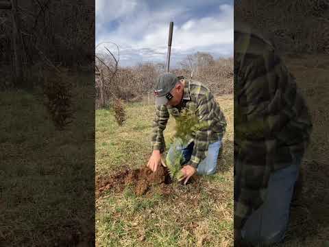 Video: Arborvitae отургузуу: Арборвита бактарын отургузуу жана өстүрүү шарттары