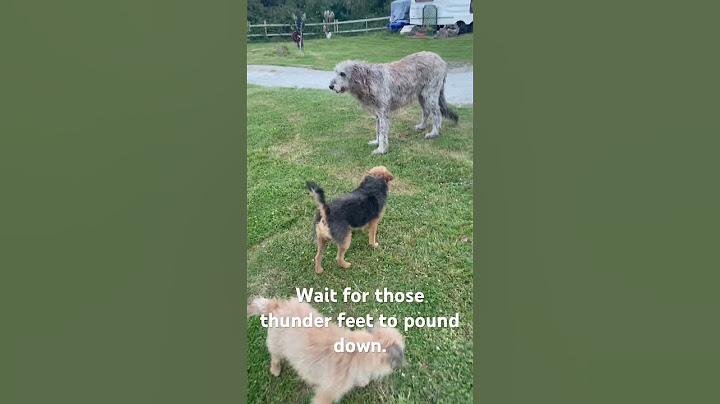 😊 The Playful Dynamics: Dolly, Bob and Maggie's Heartwarming Exchange #deerhound #dogs #nature