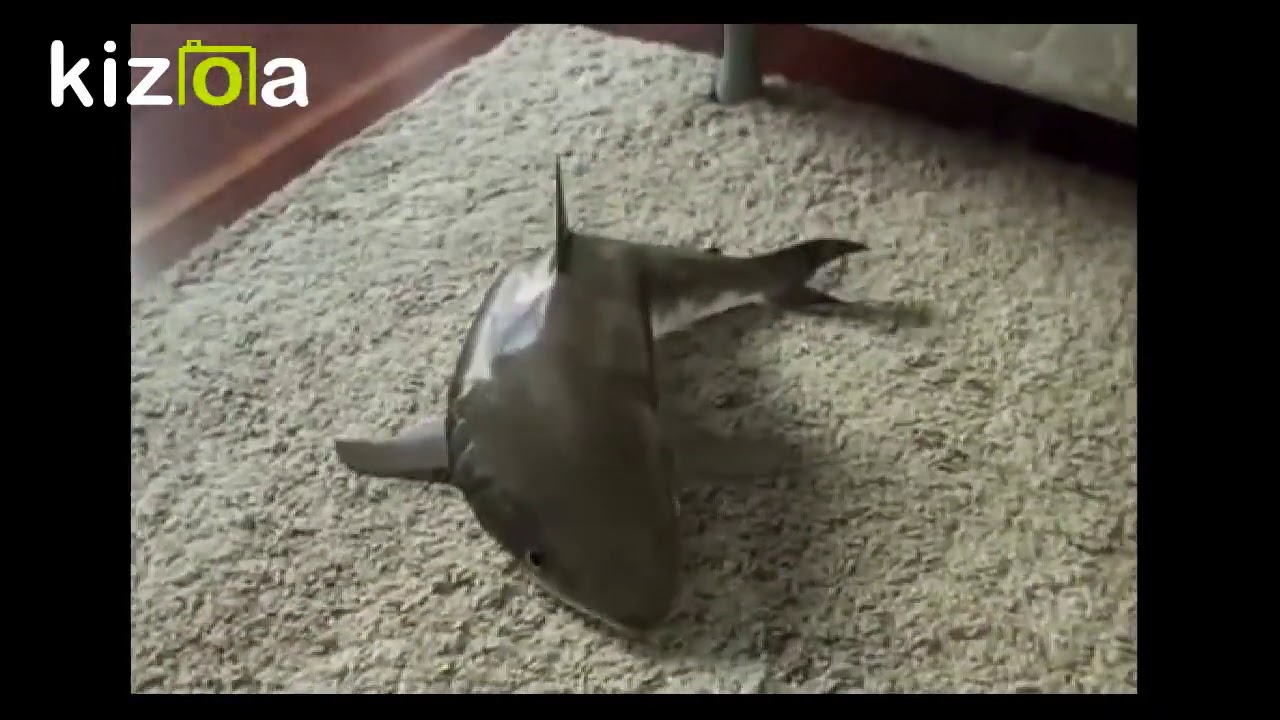 toy shark that plays dead