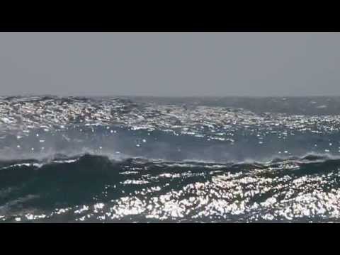 Turtles surf break Jungle feet