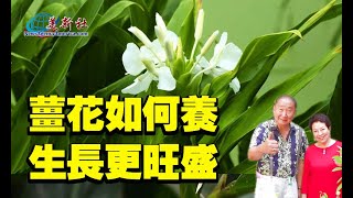 姜花如何養，生長更旺盛？ 