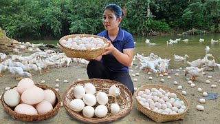 Harvesting Eggs And Snails | Dealing With Dangerous Snake Laying Eggs At The River | Farmer Life