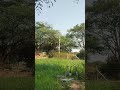 🌱🌱🌱... #viral #villagerlifestyle #trending #shorts #short #vlog #vlogs #ownvoice #farming