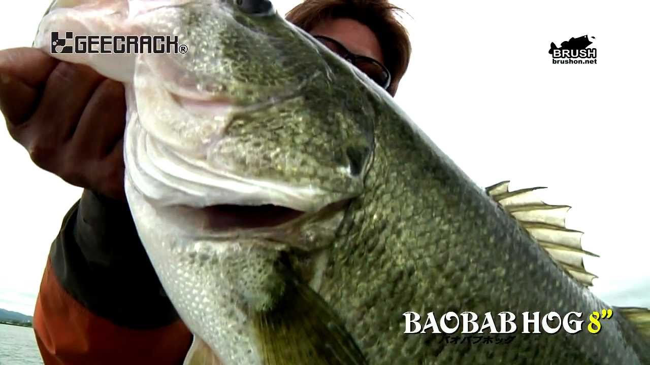 ロクマル連発！！バオバブホッグで驚異の釣果！！☆ 琵琶湖 - YouTube