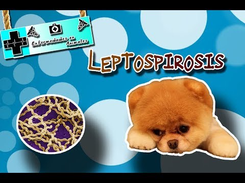 Leptospirosis (The zoonosis that affects the kidney) | Animal diseases |