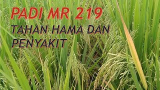 Padi Mr 219 Perawatan Mudah, Tahan Hama Penyakit