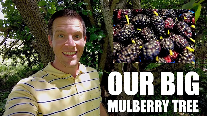 Mulberry Tree Benefits & Our MASSIVE Mulberry Tree - DayDayNews