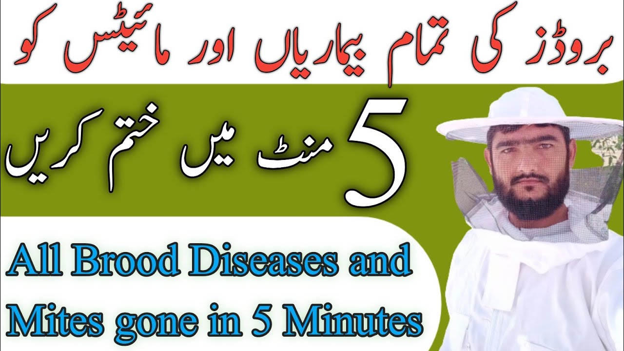 All Broods diseases and mites gone in 5 minutes Shook Swarm Technique