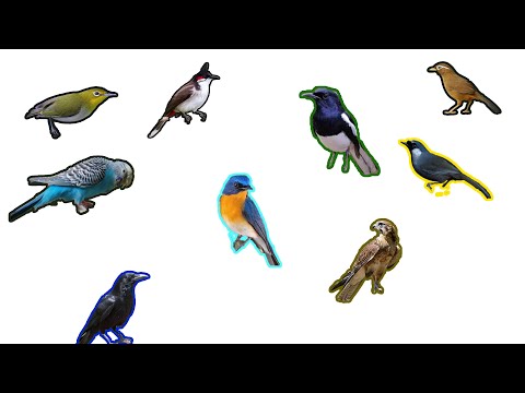 Video: Có Bao Nhiêu Loài Chim Sống