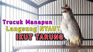 TRUCUK MANAPUN LANGSUNG IKUT TARUNG DENGAN TRUCUKAN GARUDA INI