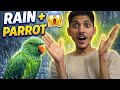**Rain + Parrots = Full Drama