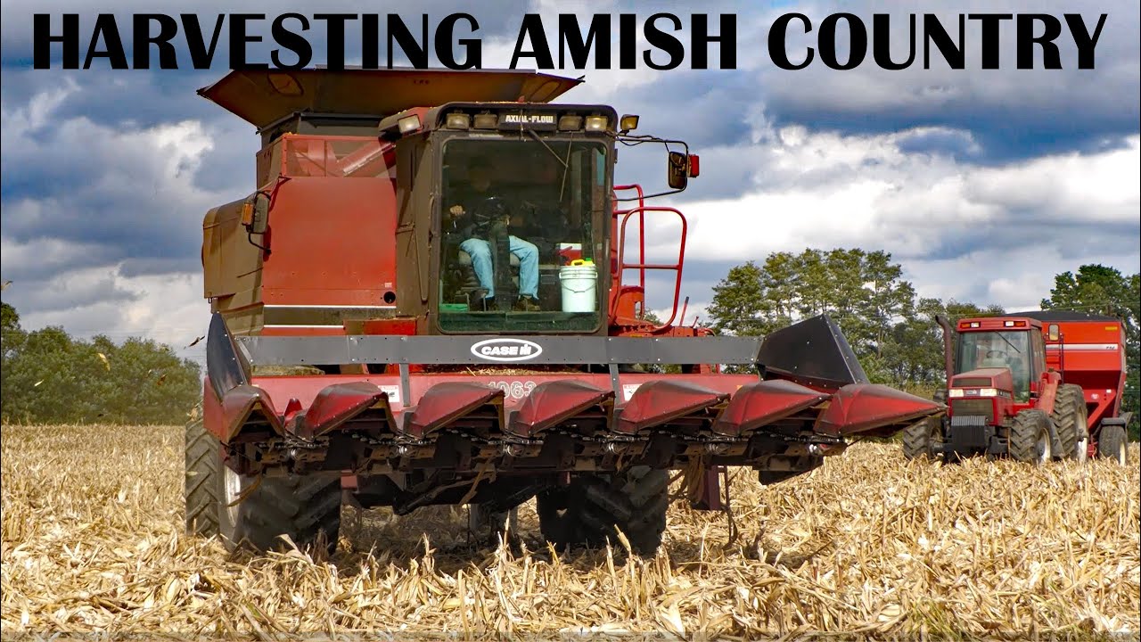 Уборка урожая в амишских краях с помощью крупной техники — кукурузный силос, лущенная кукуруза и ...