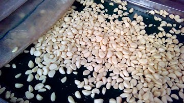 Angelon peeled garlic color sorting machine/jasmine@ajlong.cn