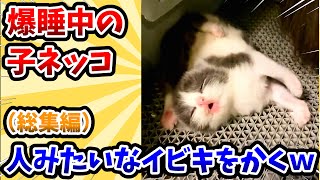 【2ch動物スレ総集編】爆睡中の子猫 → 人間みたいなイビキをかくwww