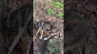 Another message from the Blind dog Serko: a morning walk with the owner through his new forest