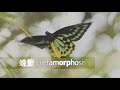 Metamorphosis - Cantonese Chinese 蛻變 (粵語)