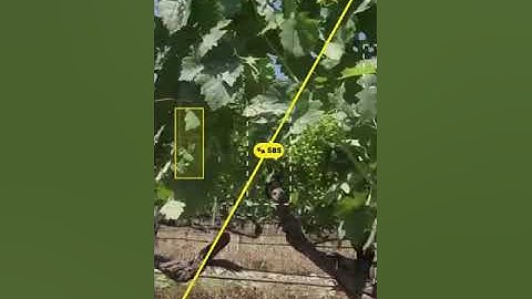 Tarsens - up to 98% accuracy vineyard yield estimation! #vineyard #yieldestimator