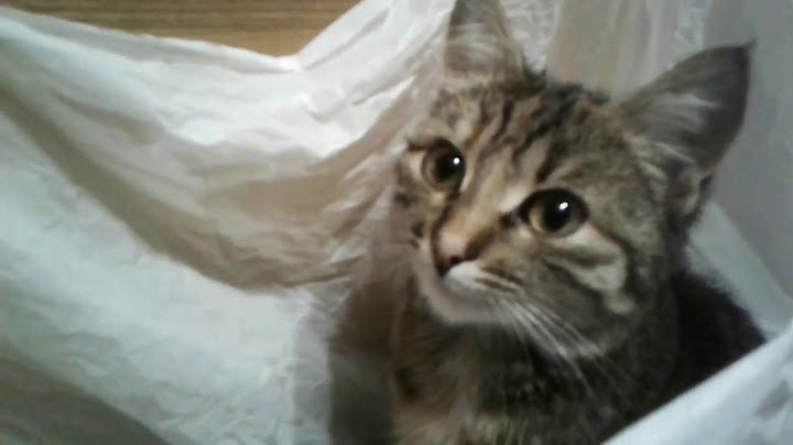 Приколы с котами.  "Ты меня узнаешь полюбэ, я буду в пакете АТБ!"