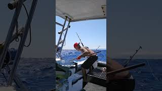 Trolling for marlin southside of oahu! #pelagicfishing #deepseafishing #hawaii #hanapaa