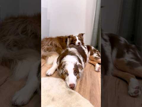 当たり前かのように弟犬を枕にしちゃう先住犬が可愛い😂笑 #shorts