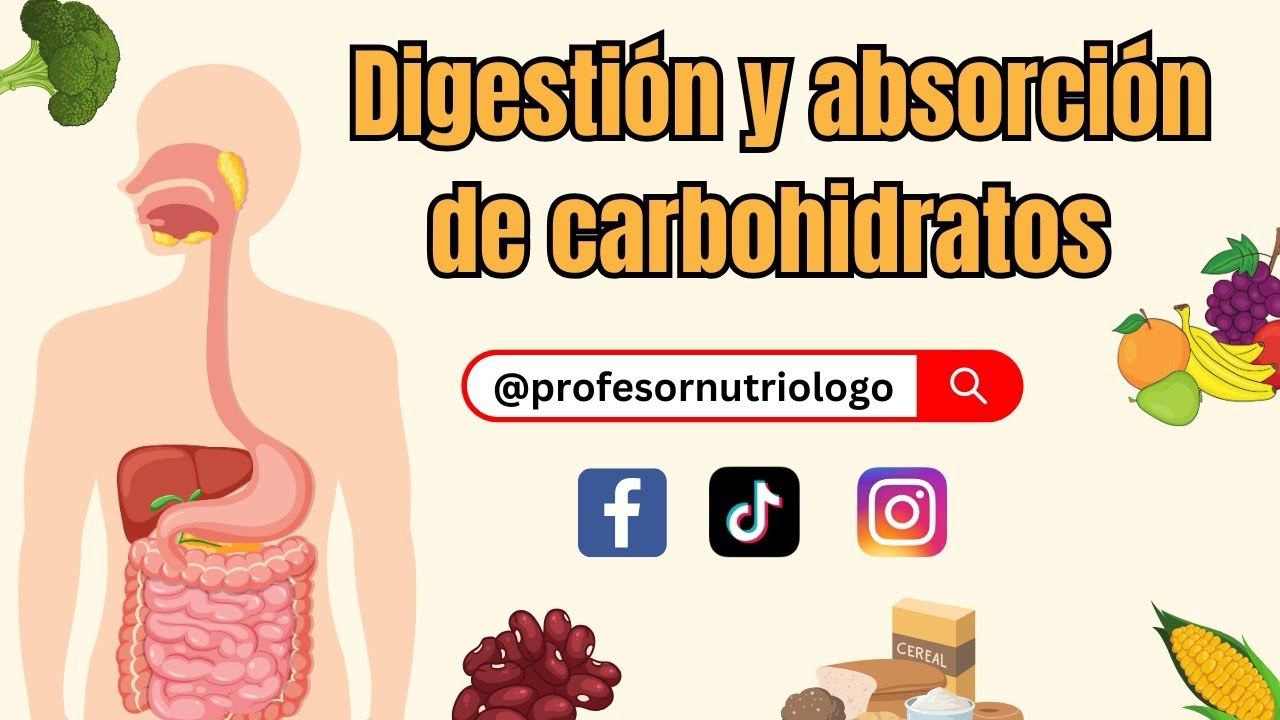 Digestión y Absorción de carbohidratos ¡Explicación sencilla!