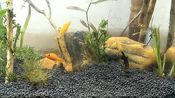 My first planted tank setup. aquasoil. aquarium low tech plants. aquarium stones. molly fishes.