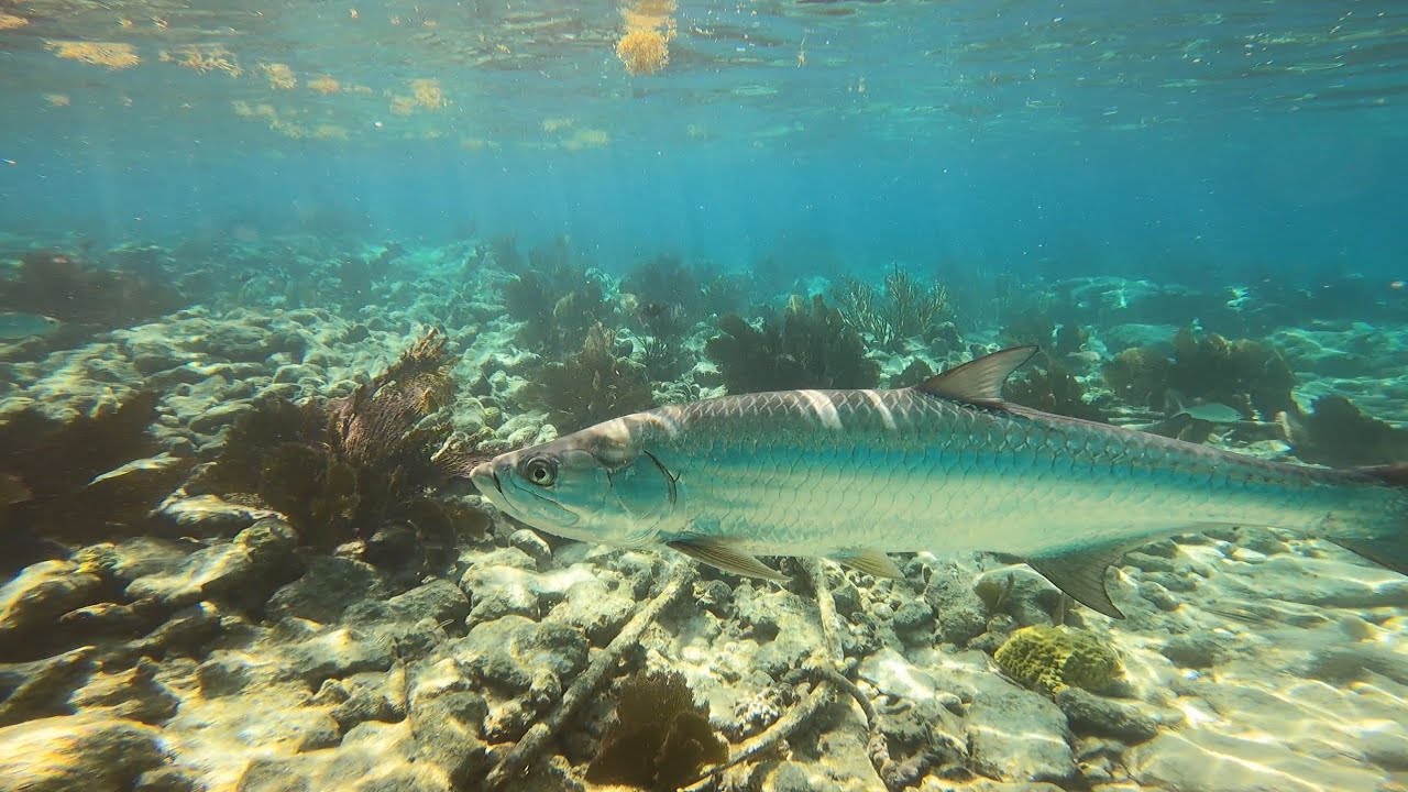 Freediving Carysfort Reef and Lighthouse