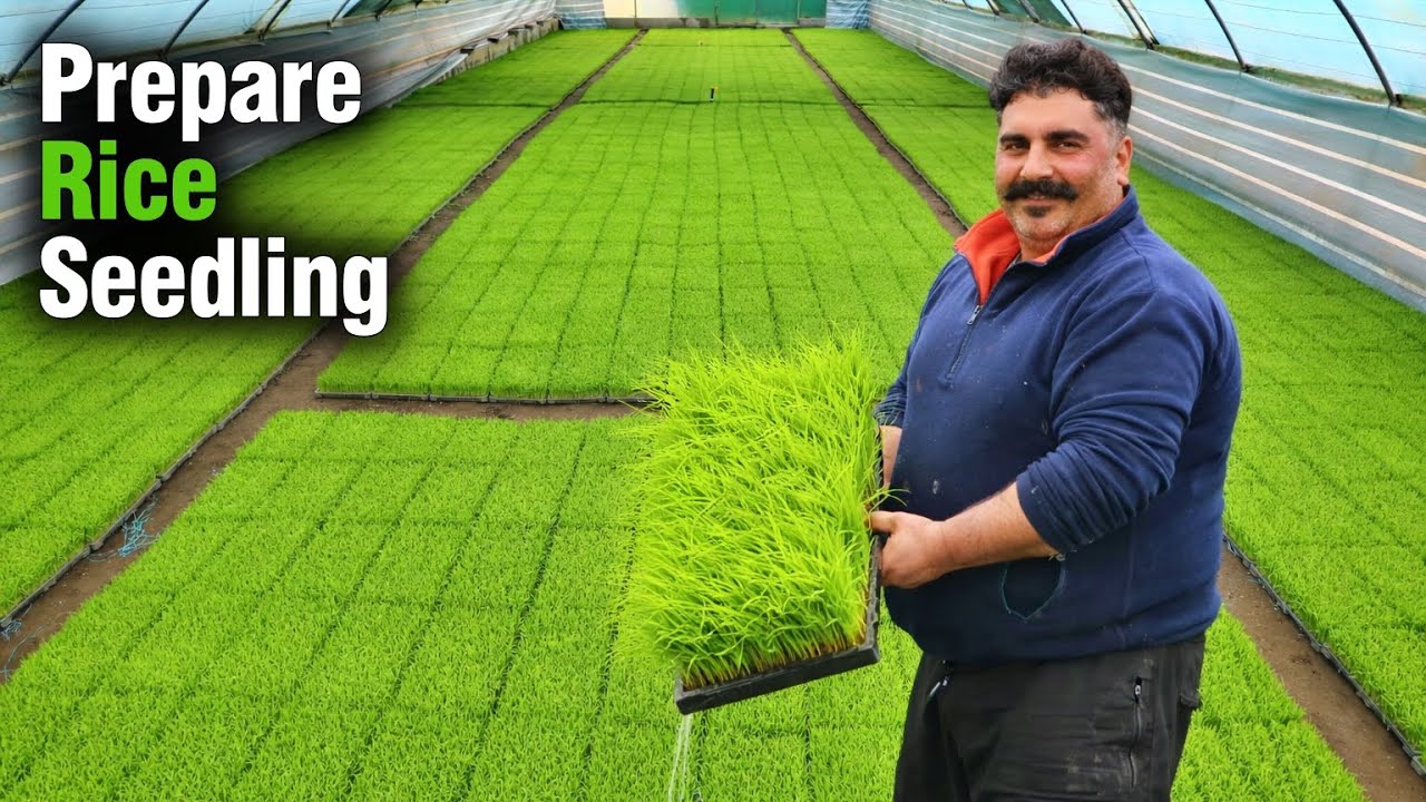 Complete Steps On How To Prepare Rice Seedlings In Greenhouse