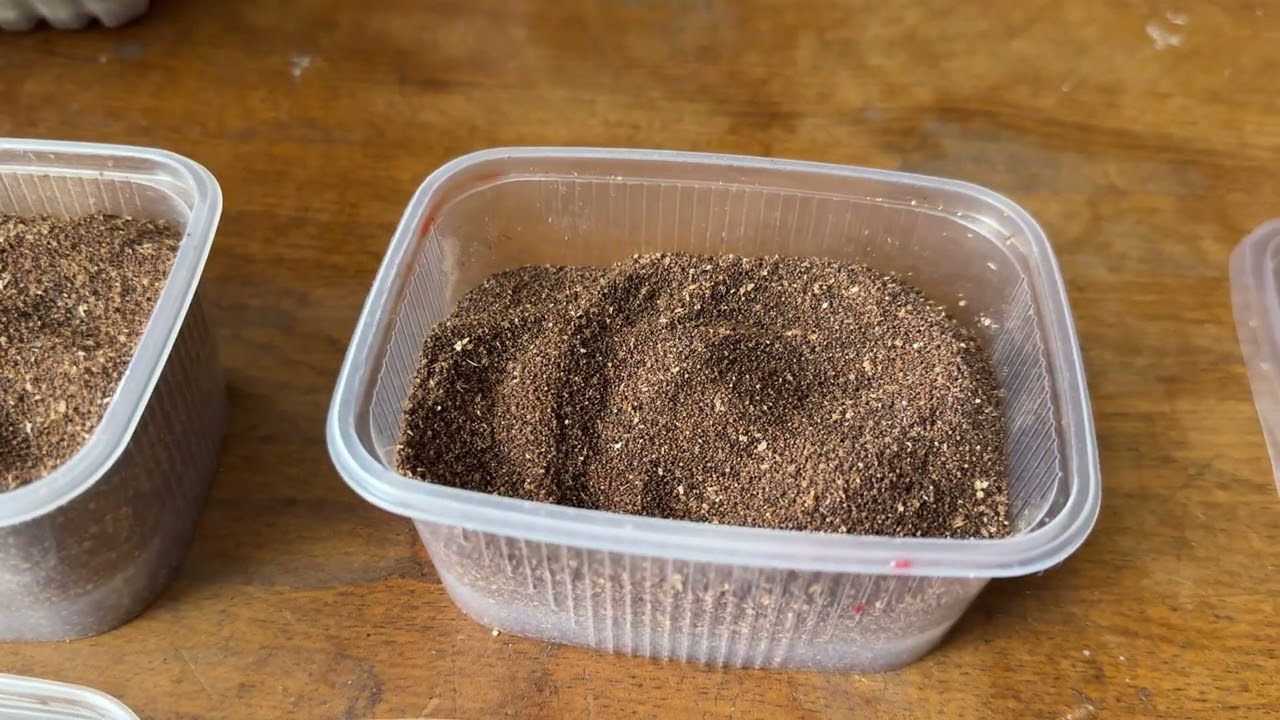 Вирджиния Голд-пробный посев семян Табака 