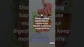 Why Does Your Stomach Growl? #Shorts #MedicalFacts #EyeTwitch #HumanBody #Medicine