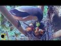MOTHER BIRD STEP ON AND STAB HER BABY'S BODY 