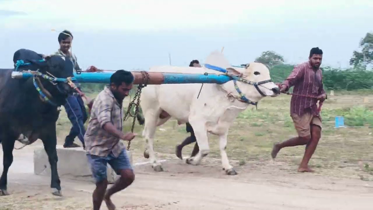 Ongole bulls 