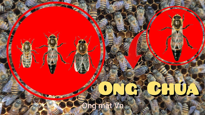 Ong màu đen vàng là ong gì năm 2024