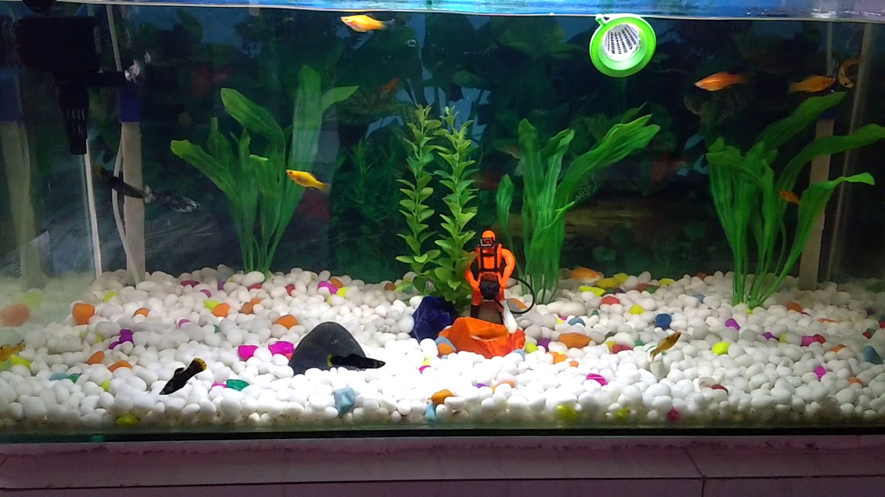Aquarium set of mollys(1) YouTube