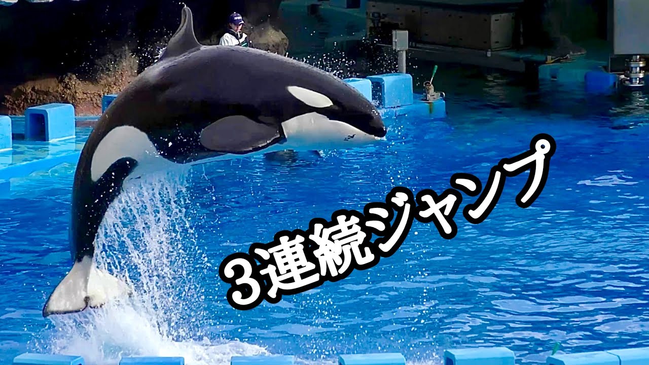 シャチ リンちゃん 3連続ジャンプを見せてくれました【名古屋港水族館