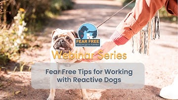Fear Free Tips for Working with Reactive Dogs