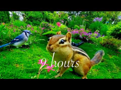 9-hour Cat TV: Chipmunks, Birds and Squirrels in Garden & Forest 4K. Episode 214