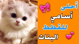 اجمل اسماء القطط الإناث 2022 🐈💞