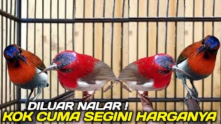 BUKAN SEMIRAN ! MEWAH ASLI HUTAN 1001 YG PUNYA BURUNG INI PANTESAN DICARI RIBUAN KOLEKTOR