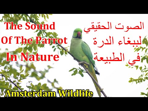 ببغاء الدرة في الطبيعة  