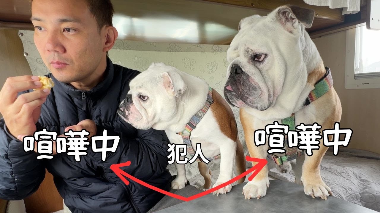 「パパ大好き」卒業です…妹犬が原因でパパと喧嘩になるブルドッグのぶるまる…