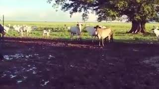 Vignette de la vidéo "El Llanto De Un Arcoiris - Jesús Daniel Quintero El Tigrito De Matanegra"